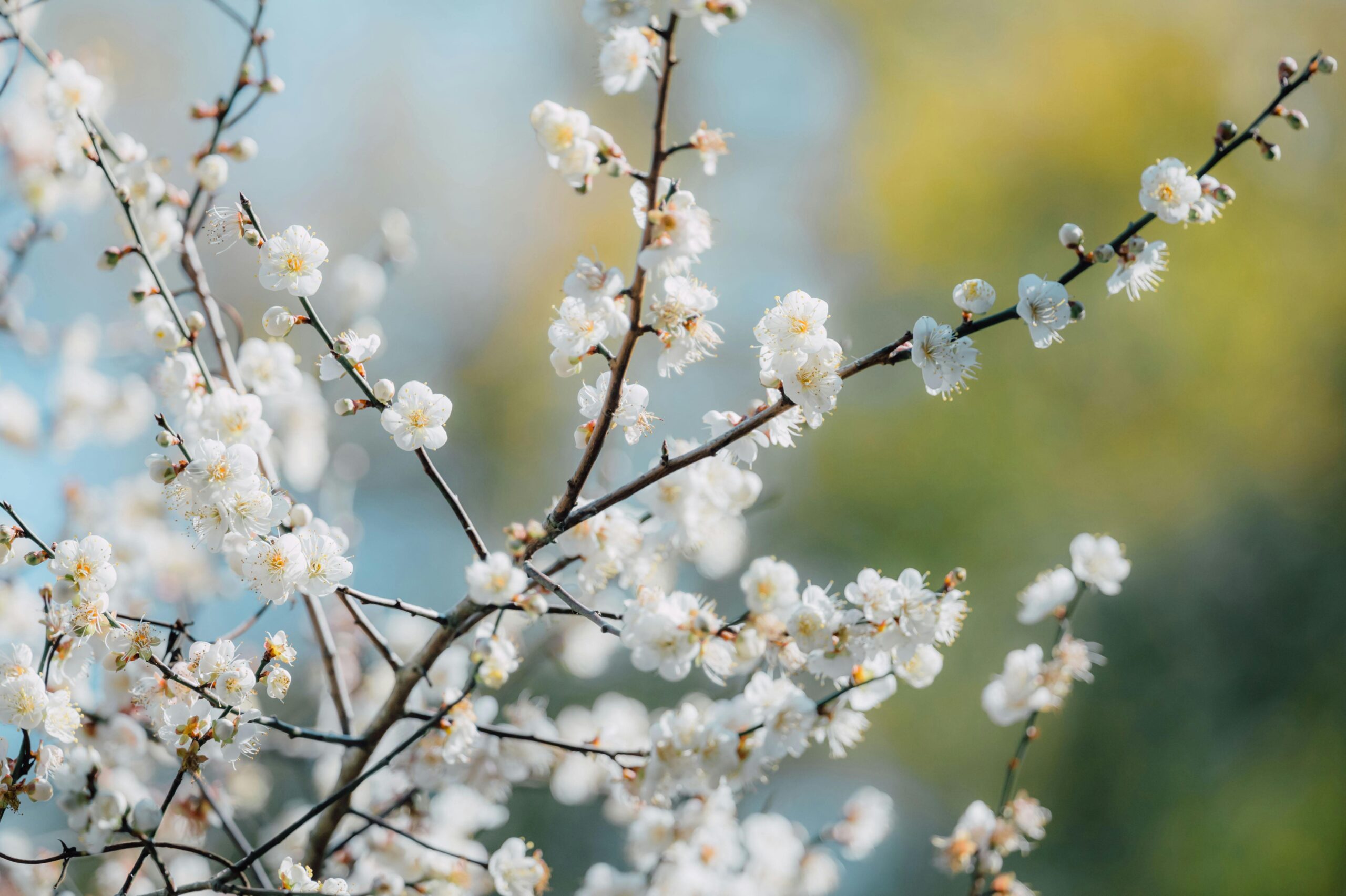 Close-up of white sakura blossoms on delicate branches in sunny springtime.