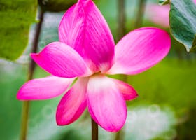 Bright pink lotus flower with green leaves, captured in Taipei's serene outdoor garden.